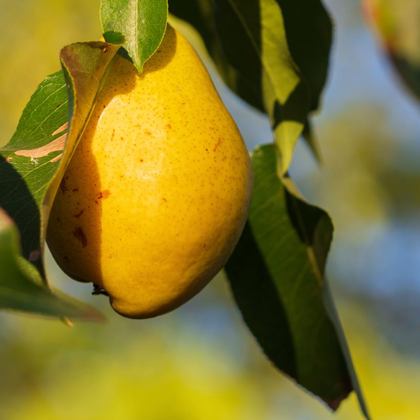 Pereira para sidra de pera Fausset - Pyrus communis (Colheita)