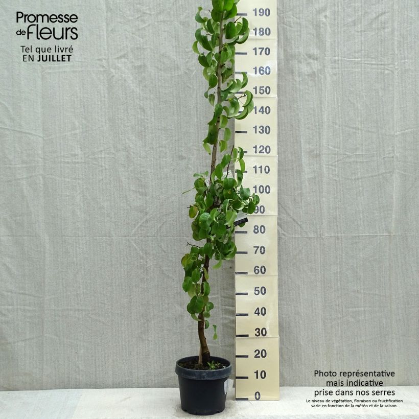 Amostra de Pereira colunar de Londres - Pyrus communis Vaso de 7,5 L/10 L, Colunar tal como entregue no verão