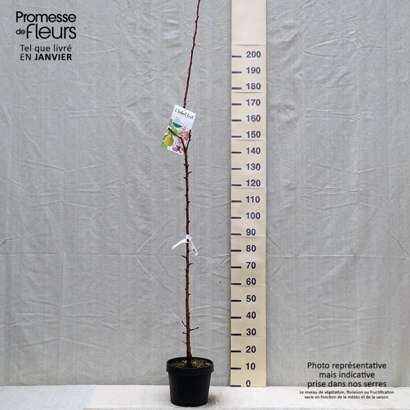 Amostra de Poirier colonnaire Londres - Pyrus communis Pot de 7,5L/10L, Colonnaire tal como entregue no inverno