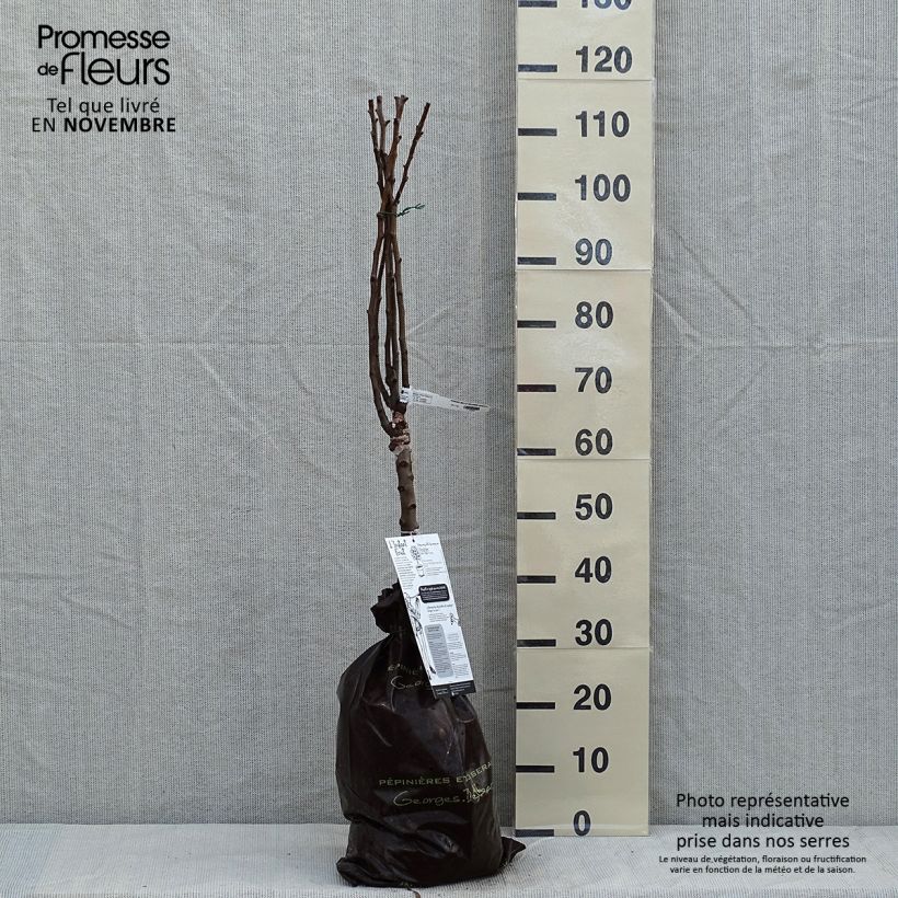 Amostra de Pereira-anã Belle Hélène Georges Delbard - Pyrus communis Torrão "Pronto a plantar", 1/4 de haste tal como entregue no outono