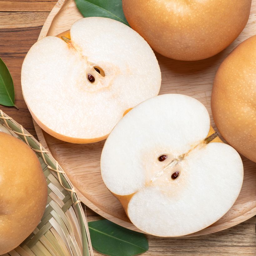 Pereira-anã Delbard dAutomne Georges Delbard - Pyrus communis (Colheita)