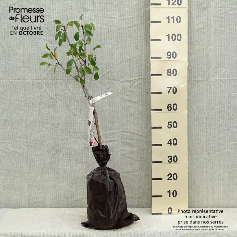 Amostra de Poirier nain Delbard d'Automne - Georges Delbard Motte "Prêt-à-planter", 1/4 de tige tal como entregue no outono