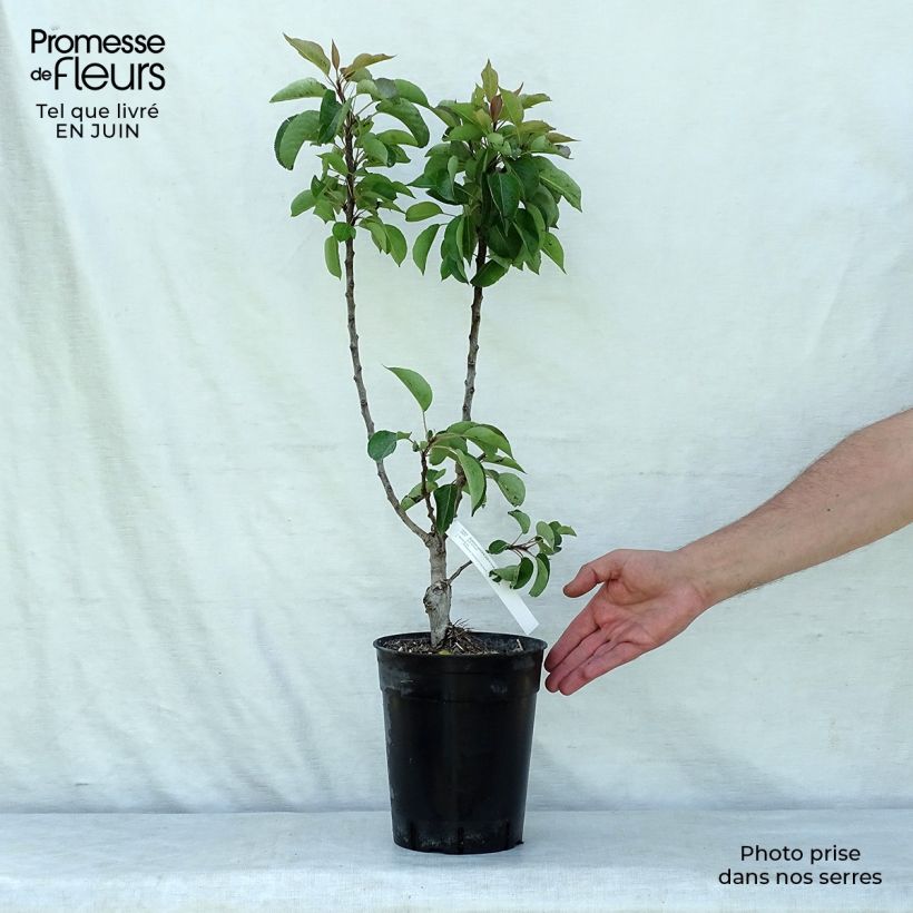 Amostra de Pereira anã Garden Gem - Pyrus communis Vaso de 6 L/7 L, Anão tal como entregue no verão