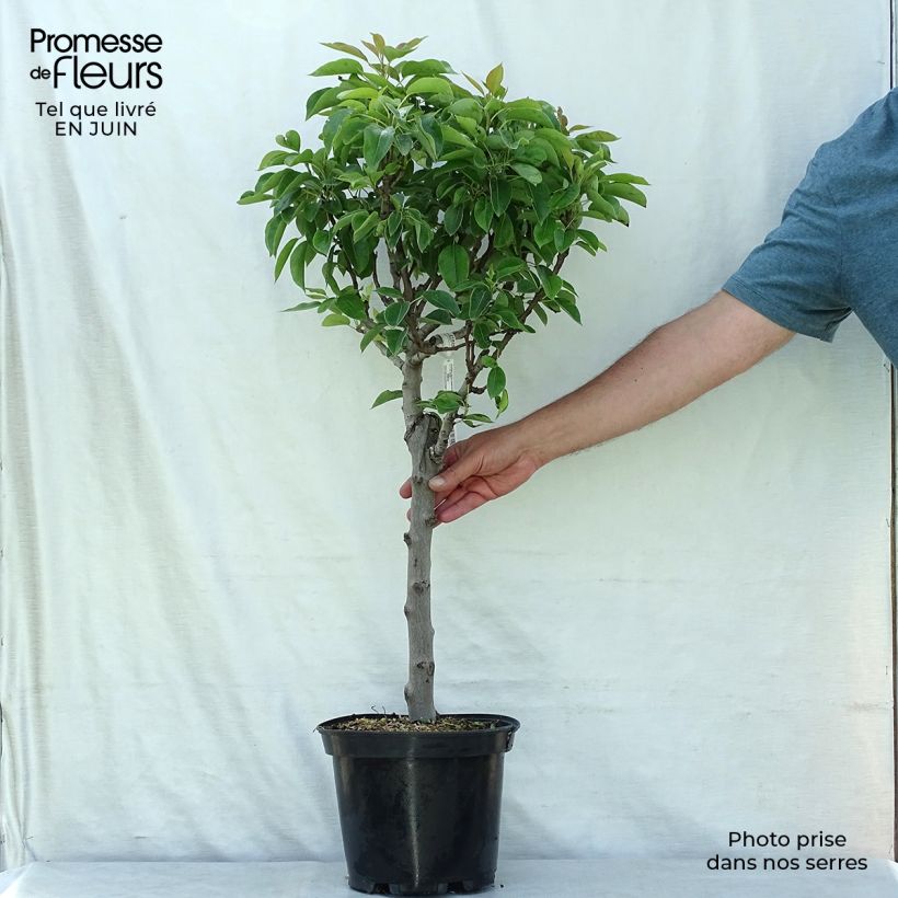 Amostra de Pereira anã Garden Pearl - Pyrus communis Vaso de 6 L/7 L, 1/4 de haste tal como entregue no verão