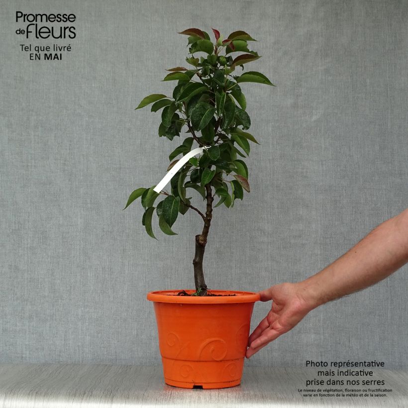 Amostra de Pereira anã Garden Pearl - Pyrus communis Vaso de 6 L/7 L, 1/4 de haste tal como entregue na primavera