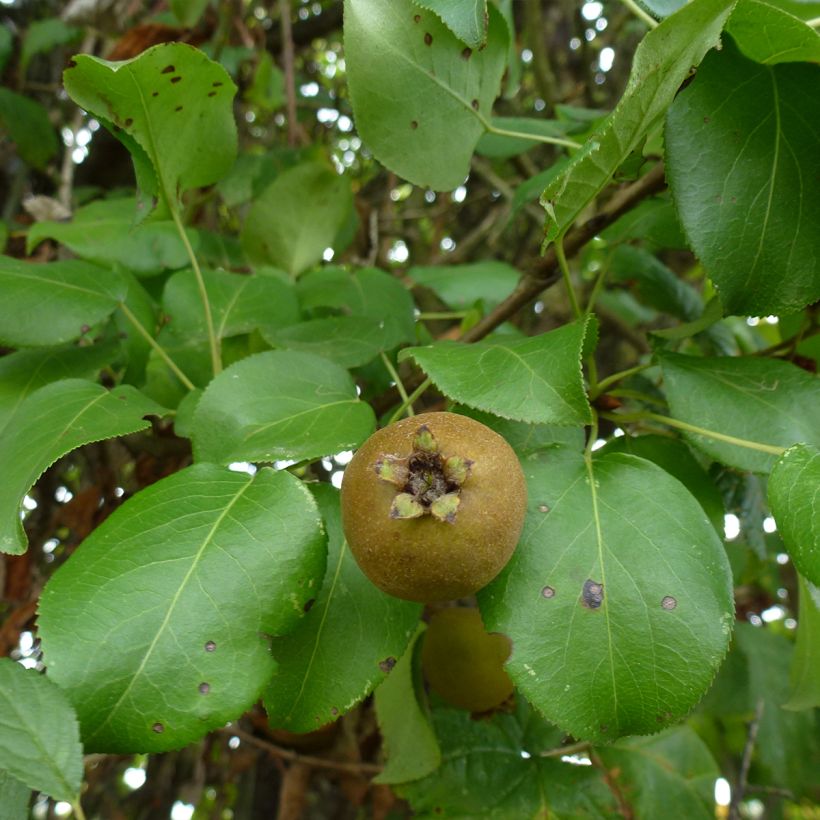Pyrus communis subsp. pyraster (Folhagem)