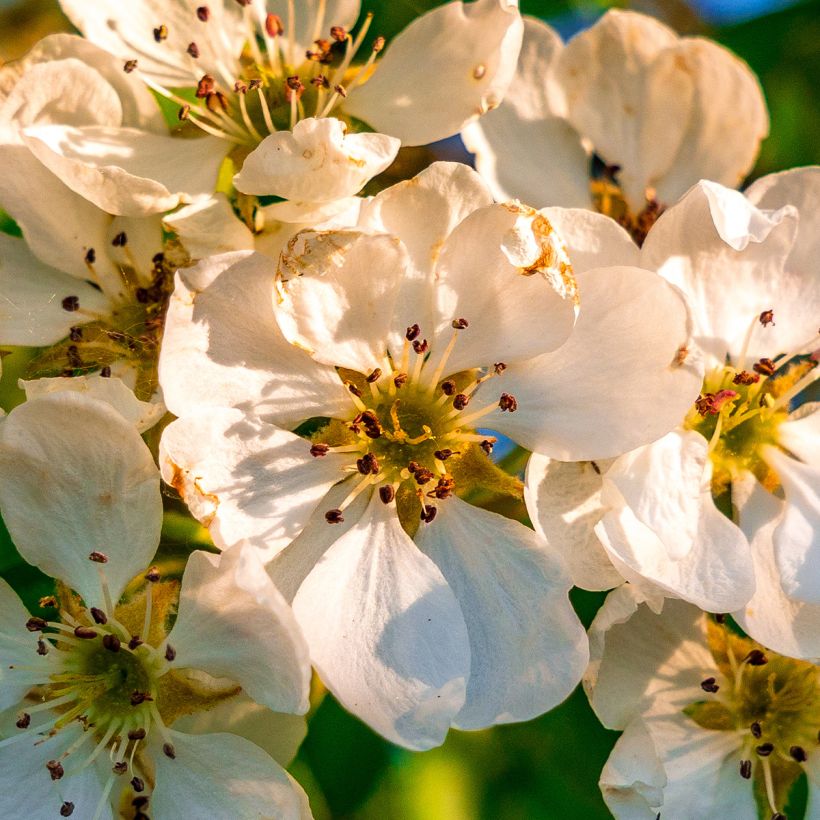 Pyrus communis subsp. pyraster (Floração)