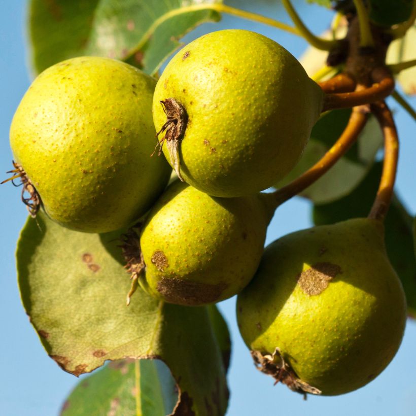 Pyrus communis subsp. pyraster (Colheita)