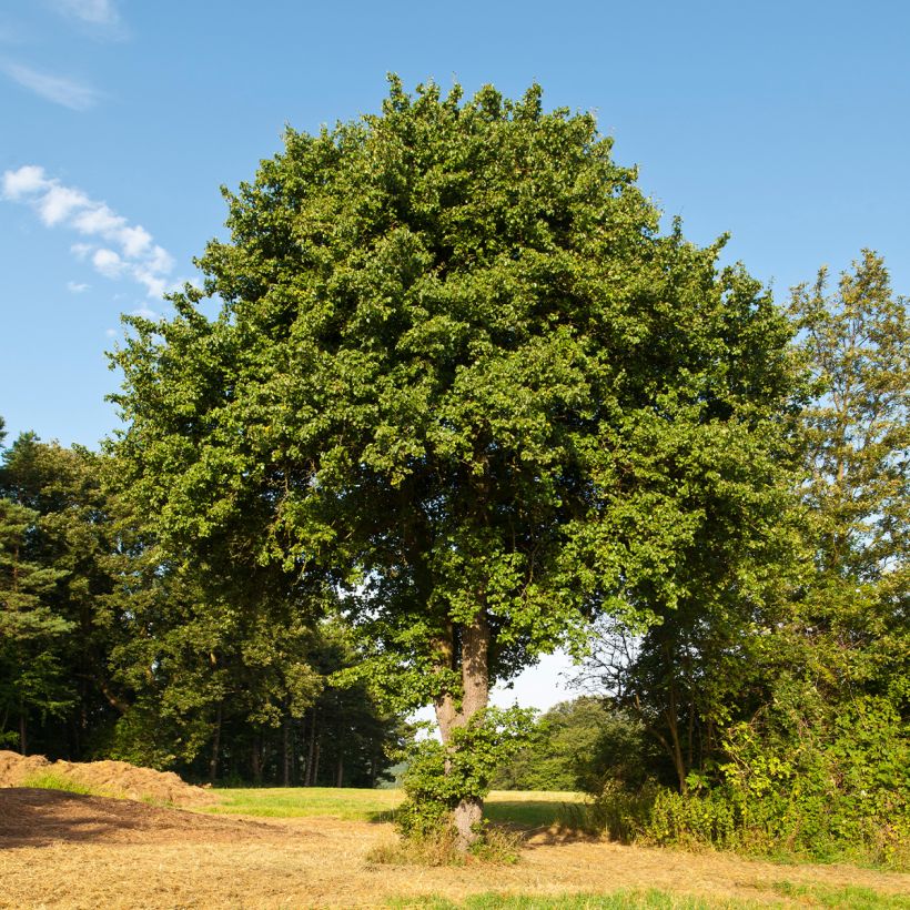 Pyrus communis subsp. pyraster (Hábito)