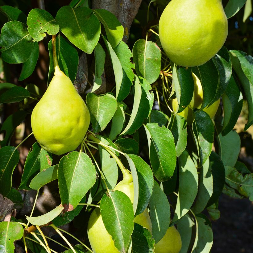 Pereira-chinesa Early Shu (Colheita)