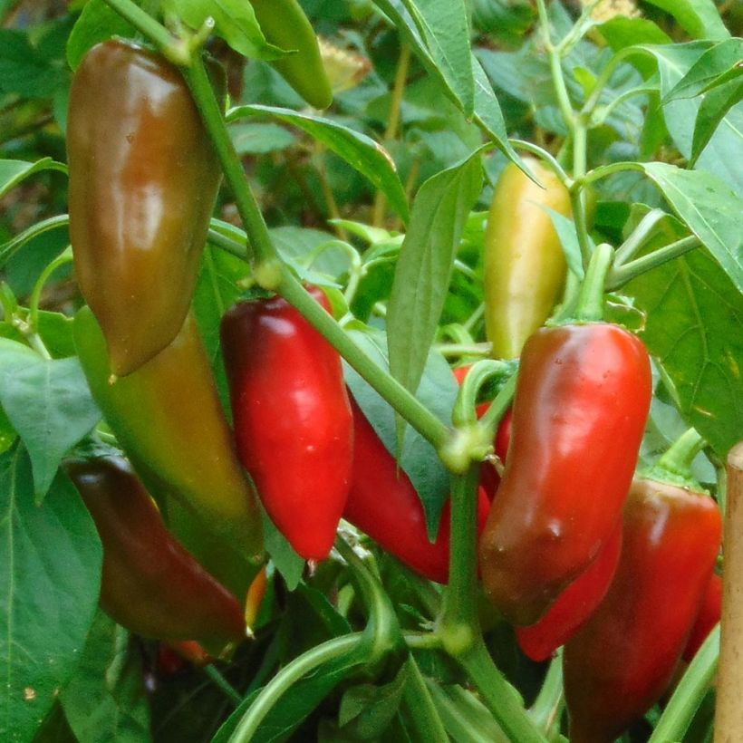 Pimento Balconi F1 em plantas (Colheita)