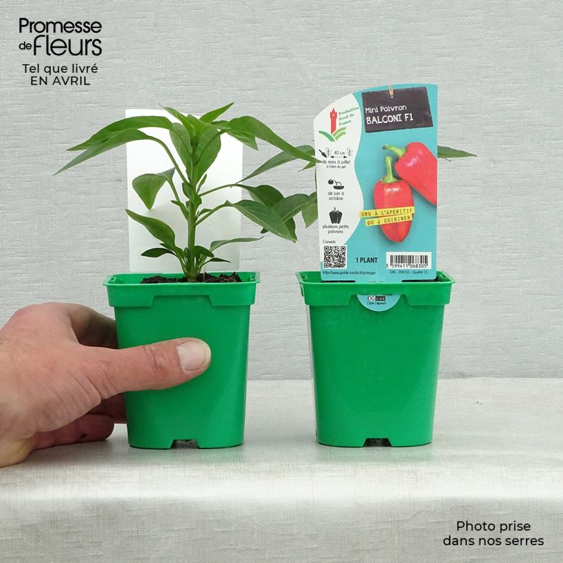 Amostra de Poivron Balconi (mini) F1 en plants Vaso de 10 cm/11 cm tal como entregue na primavera