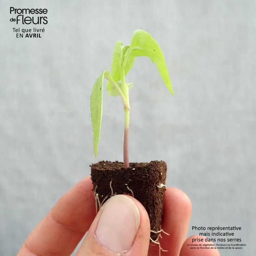 Amostra de Pimento Bellania F1 Bio Mini-torrão Ø 3/4 cm tal como entregue na primavera