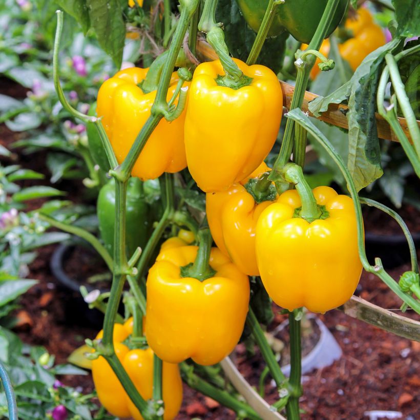 Pimento Cuneo Jaune - Ferme de Sainte Marthe Bio (Hábito)