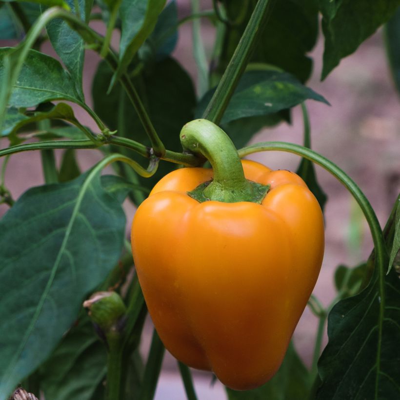 Pimenta Deliro F1 (Colheita)