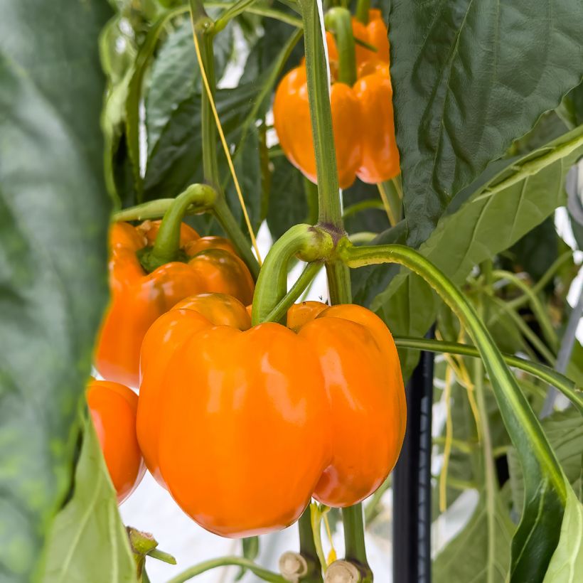Pimento Golden Calwonder - Pimenta malagueta de sabor suave (Colheita)