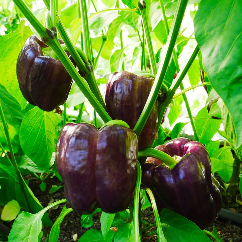 Pimento Purple Bell (Hábito)