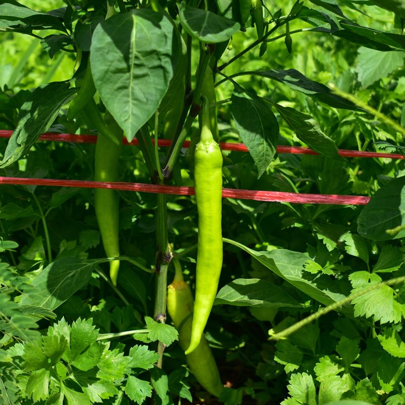 Pimento Sweet Banana Jaune Amarelo Claro (Colheita)
