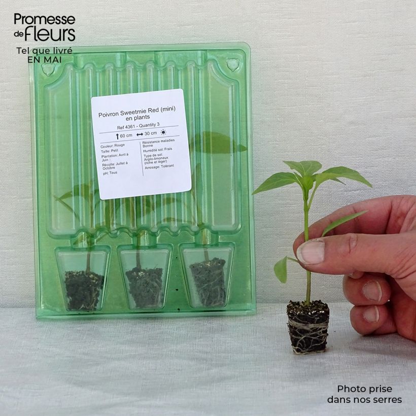 Amostra de Poivron Sweetmie Red en plants Mini-torrão Ø 3/4 cm tal como entregue na primavera