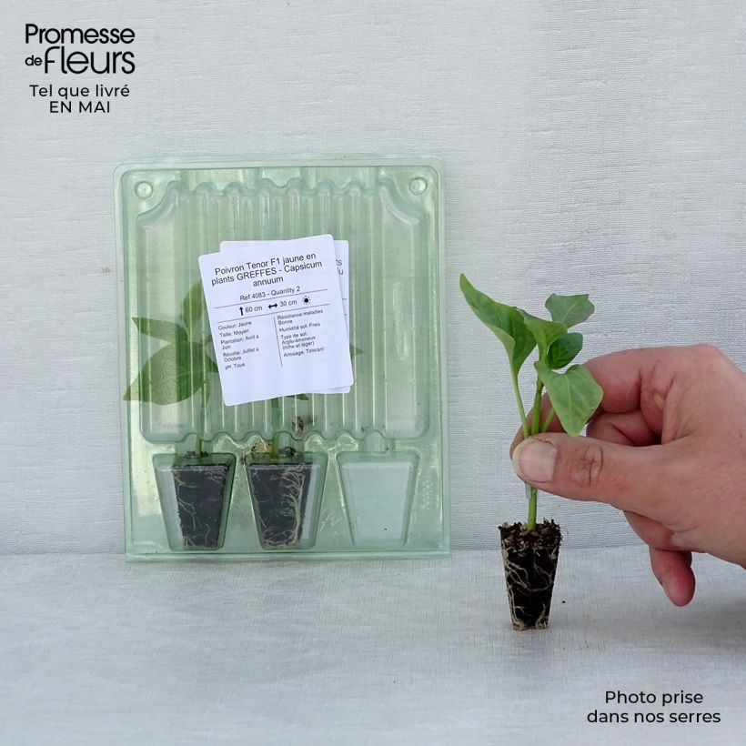 Amostra de Poivron Tenor F1 jaune en plants GREFFES - Capsicum annuum Mini-torrão Ø 3/4 cm tal como entregue na primavera