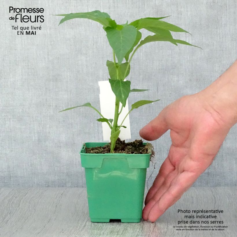 Amostra de Poivron Terrazzi hybride F1 en plant Vaso de 10 cm/11 cm tal como entregue na primavera