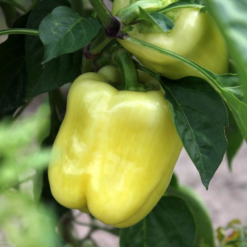 Pimento White Bell (Colheita)