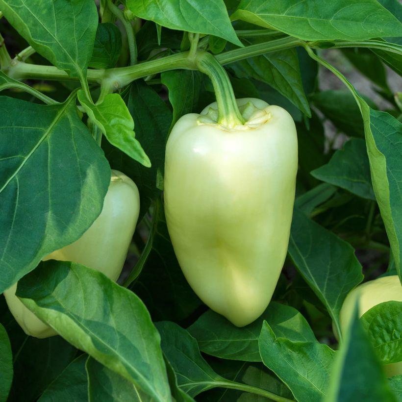 Pimento White Bell (Hábito)