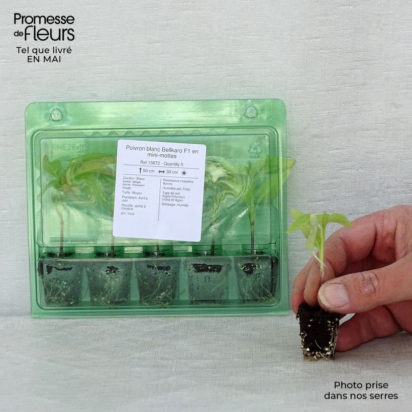 Amostra de Poivron blanc Bellkaro F1 en plants Mini-torrão Ø 3/4 cm tal como entregue na primavera