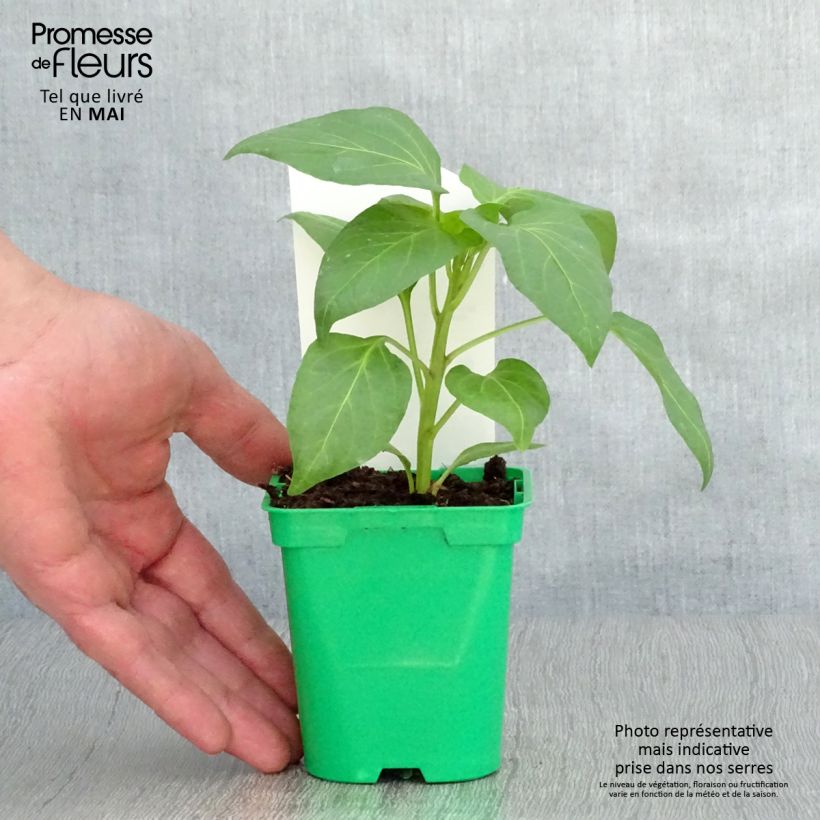 Amostra de Poivron blanc Bellkaro F1 en plants Vaso de 10 cm/11 cm tal como entregue na primavera