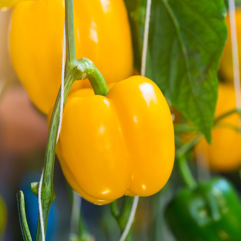 Pimento Carré dAsti Amarelo - Ferme de Sainte Marthe Bio (Colheita)