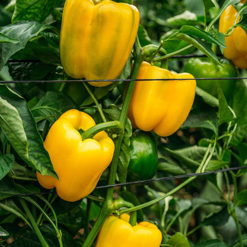 Pimento Carré dAsti Amarelo - Ferme de Sainte Marthe Bio (Hábito)