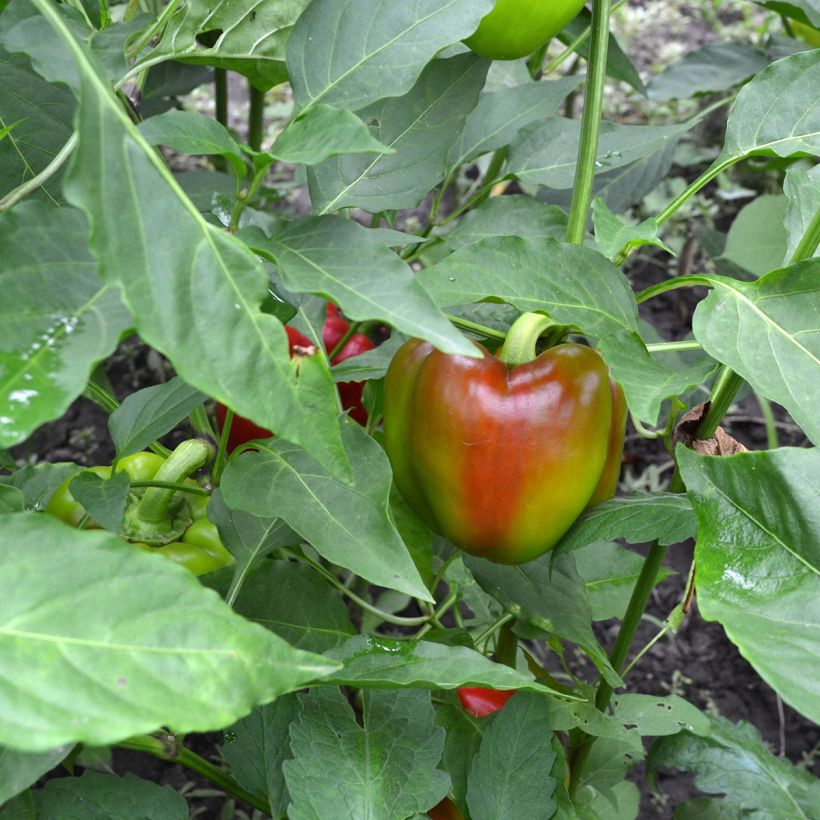 Pimento doce California Wonder Bio (Colheita)
