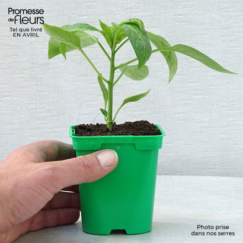 Amostra de Poivron jaune Tenor F1  Pot de 10 cm/11cm tal como entregue na primavera