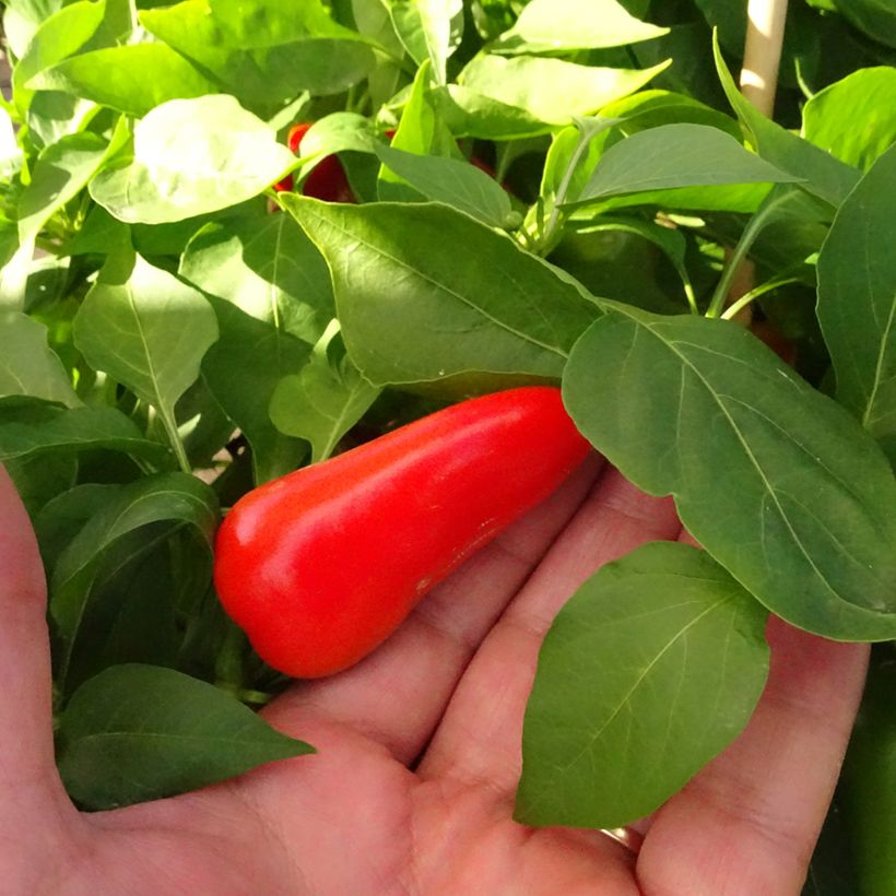 Pimento Snackor F1 Laranja Midi plantas jovens (Colheita)