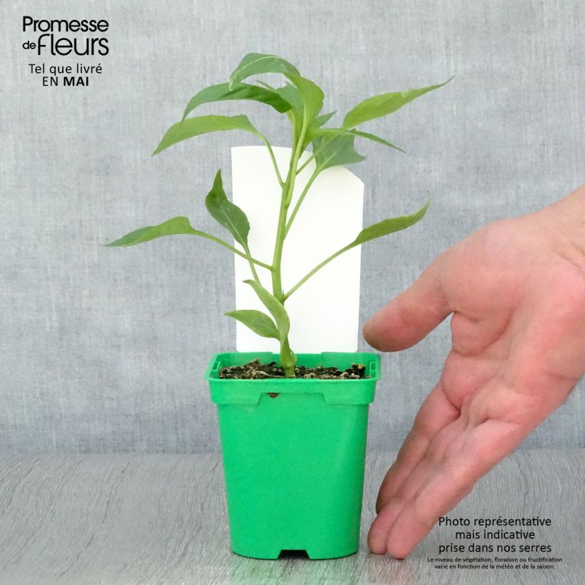 Amostra de Poivron orange Oreny F1 en plants GREFFES Vaso de 10 cm/11 cm tal como entregue na primavera
