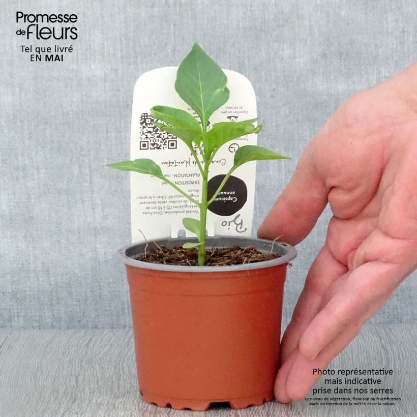 Amostra de Poivron rouge Jericho F1 en plant Bio Pot de 10 cm/11cm tal como entregue na primavera
