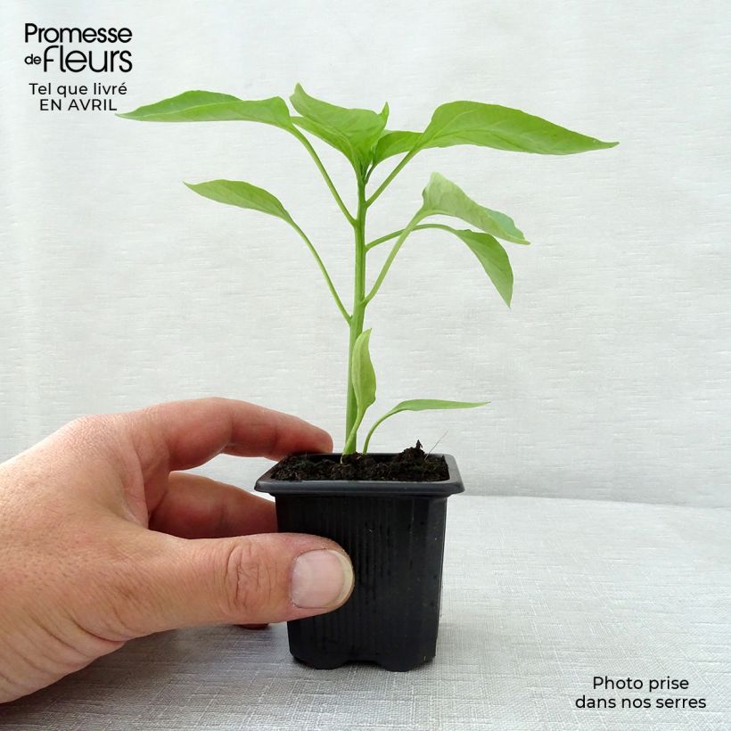 Amostra de Poivron rouge Lamuyo F1 en plants Vaso de 7/8 cm tal como entregue na primavera