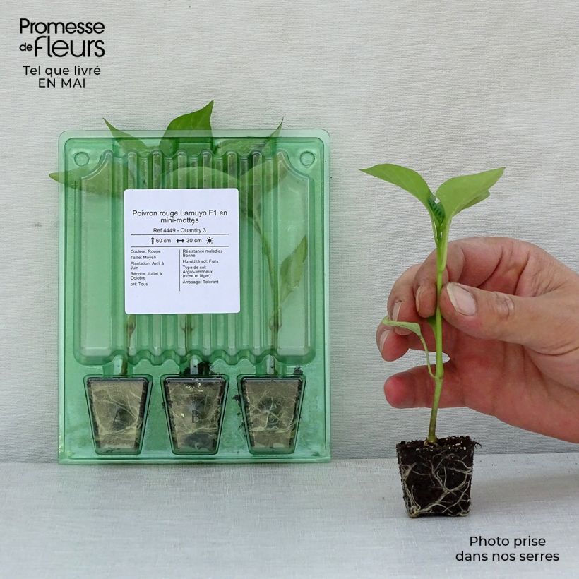 Amostra de Poivron rouge Lamuyo F1 en plants Mini-torrão Ø 3/4 cm tal como entregue na primavera