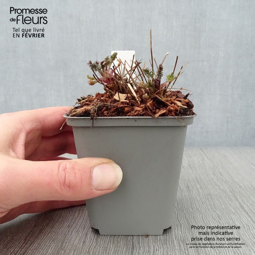 Amostra de Polemonium Bressingham Purple Vaso de 8/9 cm tal como entregue no inverno