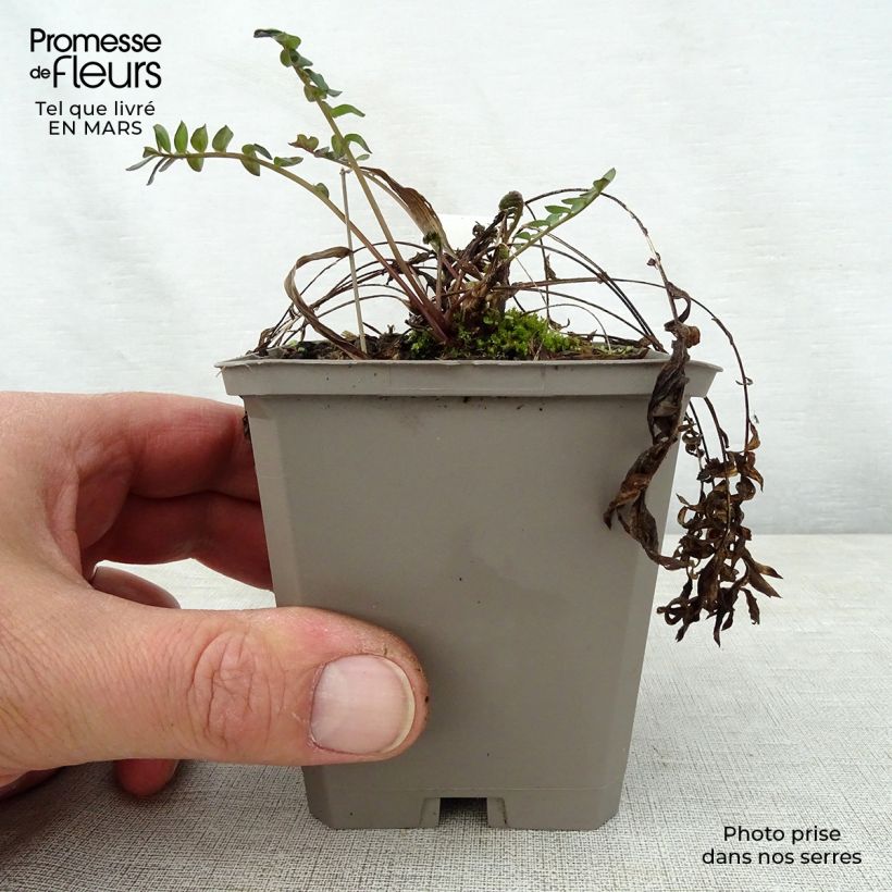 Amostra de Polemonium Bressingham Purple Vaso de 8/9 cm tal como entregue na primavera