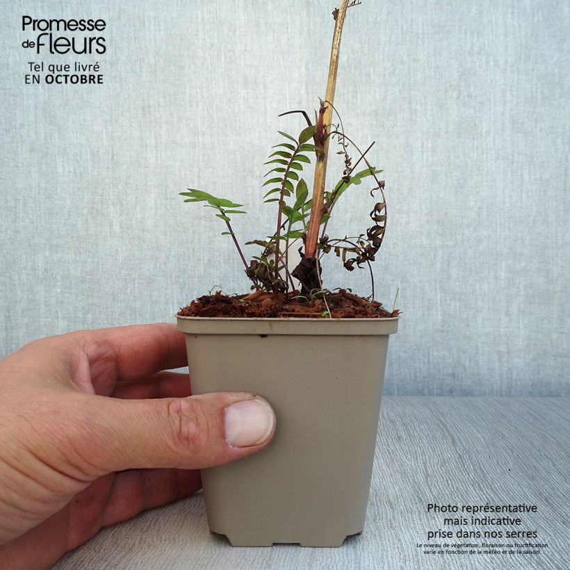 Amostra de Polemonium Bressingham Purple Vaso de 8/9 cm tal como entregue no outono