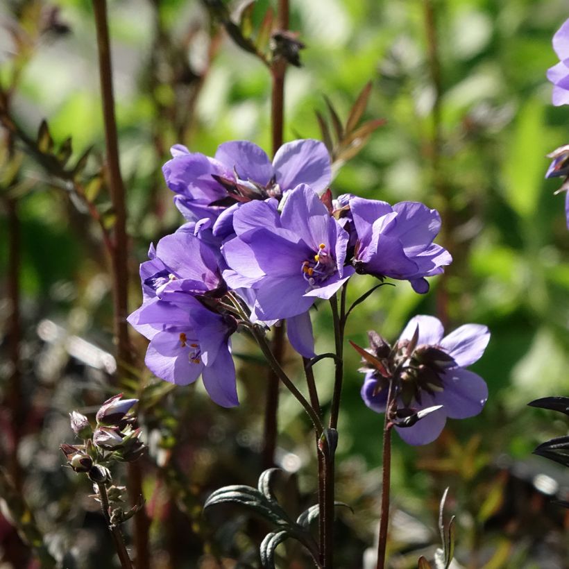 Polemonium Bressingham Purple (Floração)