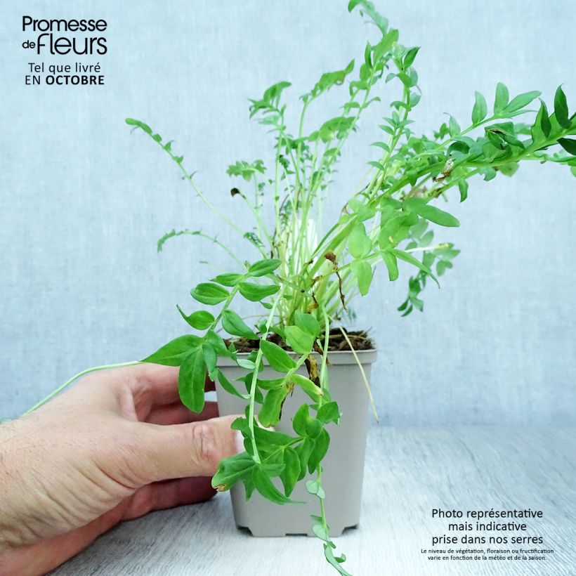 Amostra de Polemonium yezoense Halfway to Paradise Vaso de 8/9 cm tal como entregue no outono