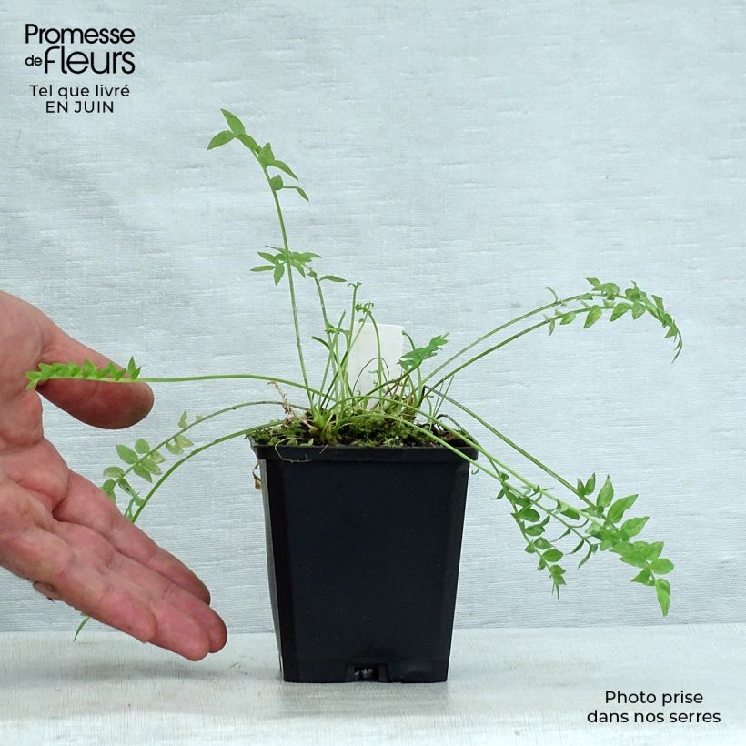 Amostra de Polemonium yezoense Halfway to Paradise Vaso de 8/9 cm tal como entregue no verão