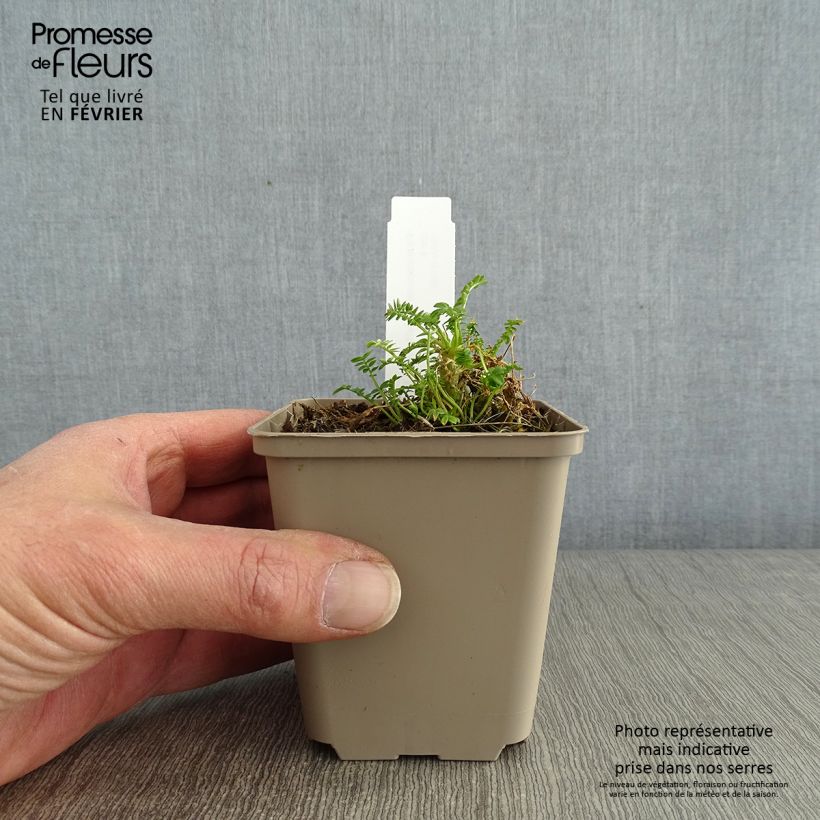 Amostra de Polemonium Halfway to Paradise - Valériane grecque Halfway to Paradise Vaso de 8/9 cm tal como entregue no inverno