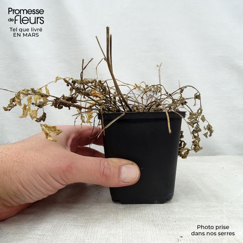 Amostra de Polemonium reptans Stairway to Heaven Vaso de 8/9 cm tal como entregue na primavera