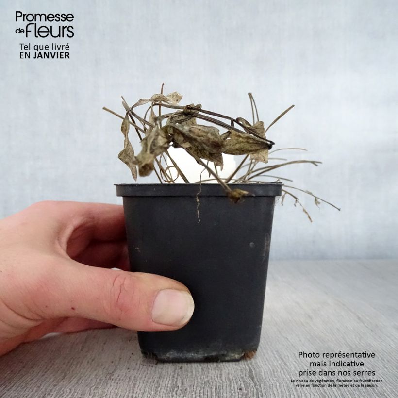 Amostra de Polemonium reptans Stairway to Heaven Vaso de 8/9 cm tal como entregue no inverno