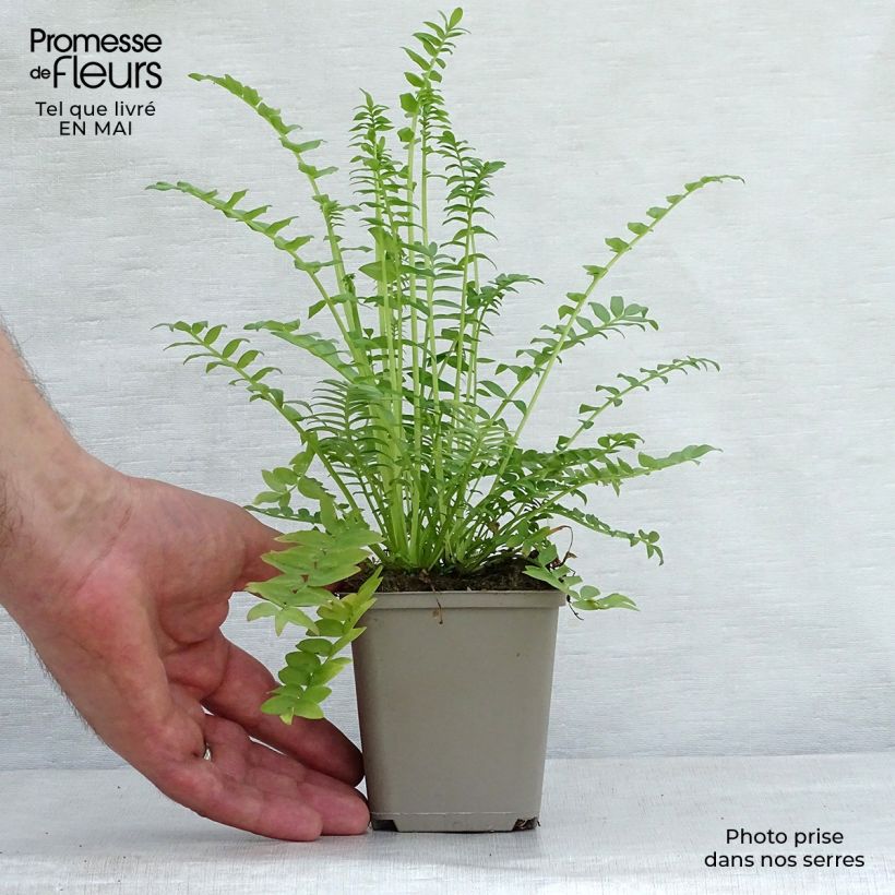 Amostra de Polemonium caeruleum Album Vaso de 8/9 cm tal como entregue na primavera