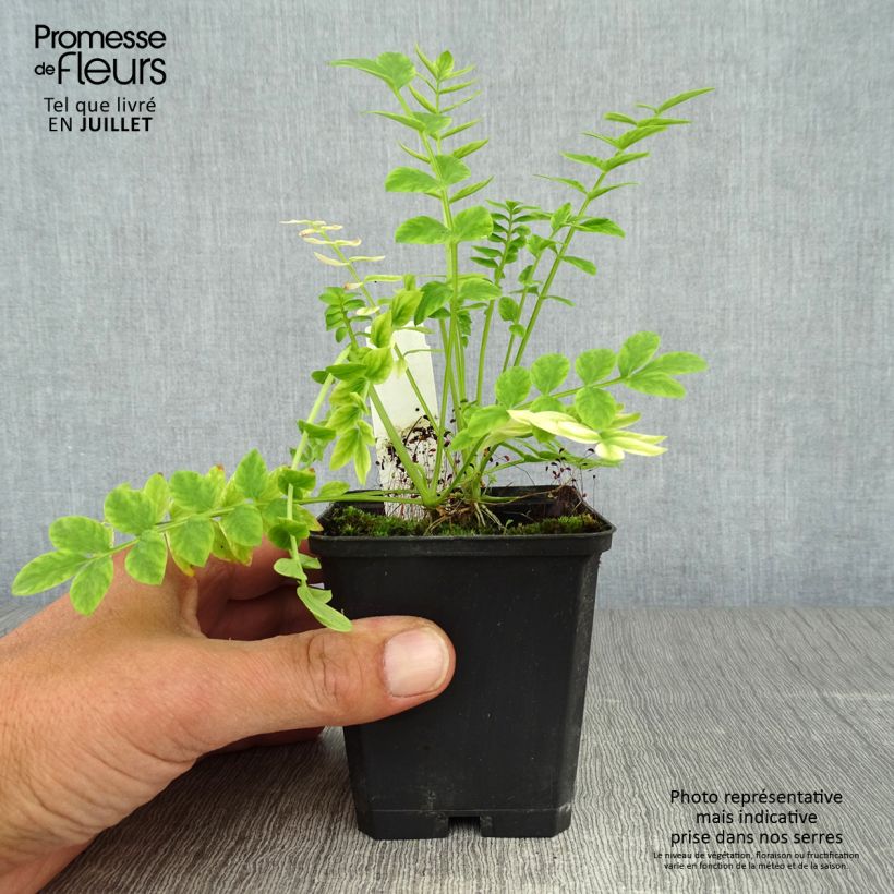 Amostra de Polemonium caeruleum Album Vaso de 8/9 cm tal como entregue no verão