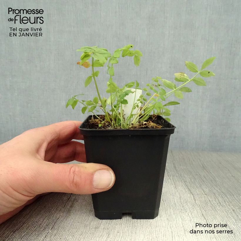 Amostra de Polemonium caeruleum Album Vaso de 8/9 cm tal como entregue no inverno
